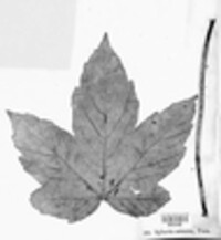 Ophiognomonia setacea image